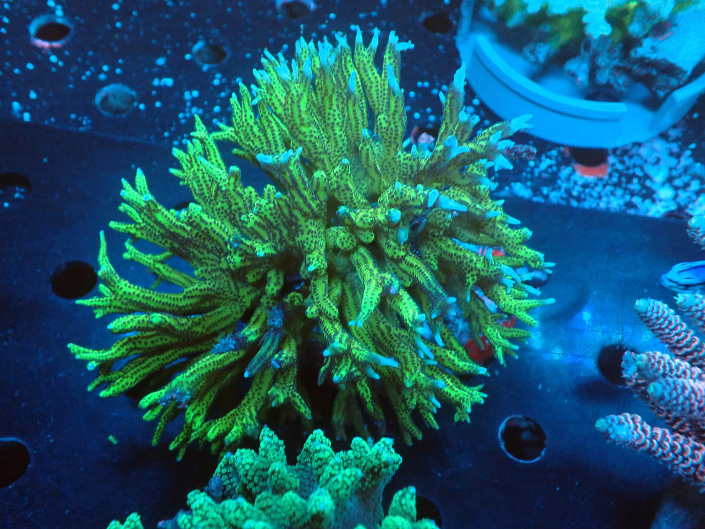 Acropora (トゲサンゴ) インドネシア産058