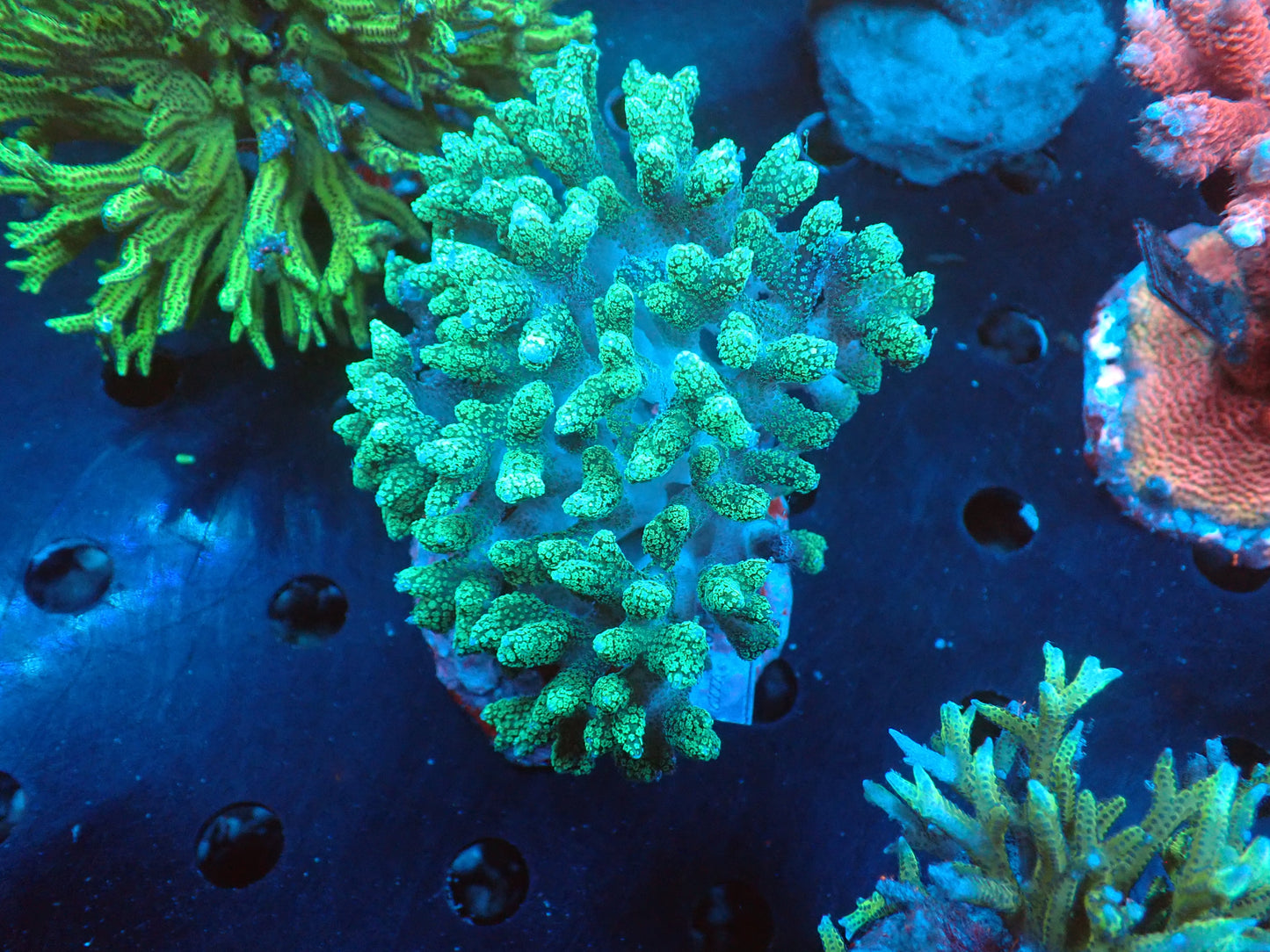 Acropora (ミドリイシ) インドネシア産059