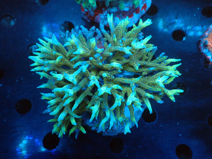 Acropora (トゲサンゴ) インドネシア産060