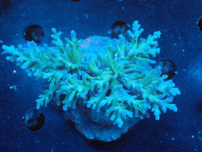 Acropora (speciosa) インドネシア産062