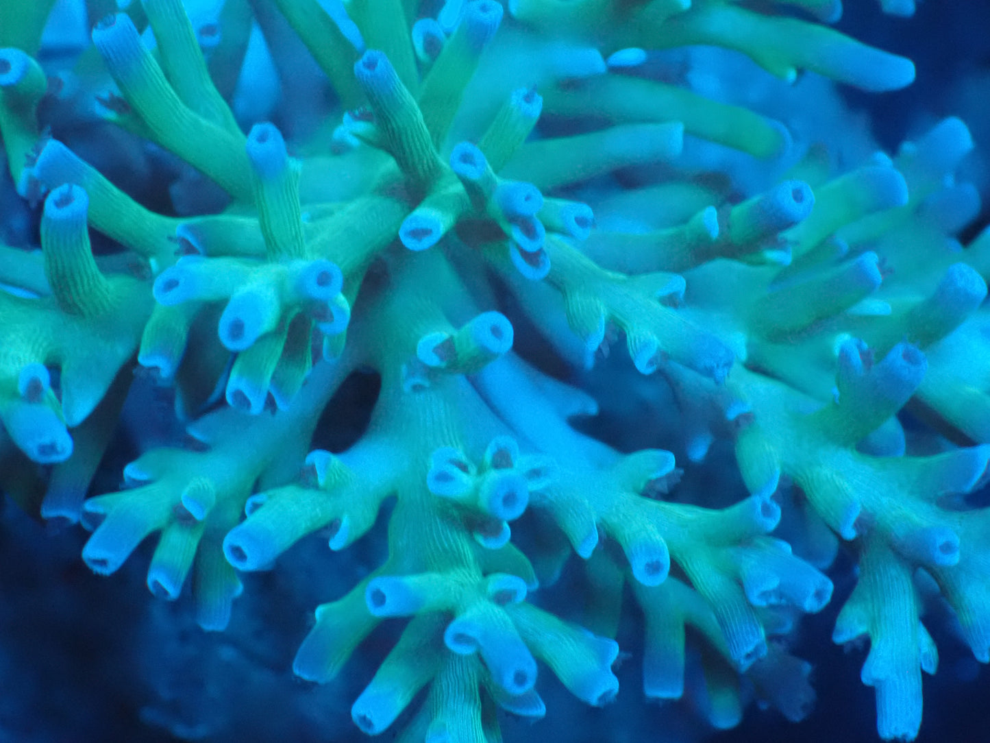 Acropora (speciosa) インドネシア産062
