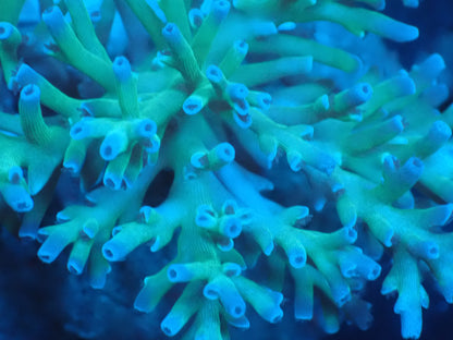 Acropora (speciosa) インドネシア産062