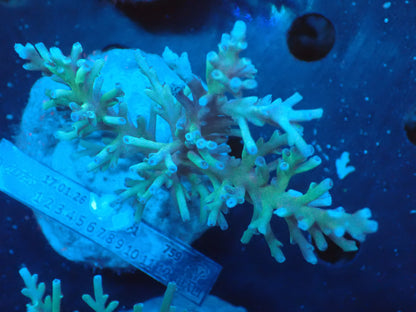 Acropora (speciosa) インドネシア産063