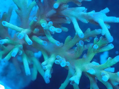 Acropora (speciosa) インドネシア産063