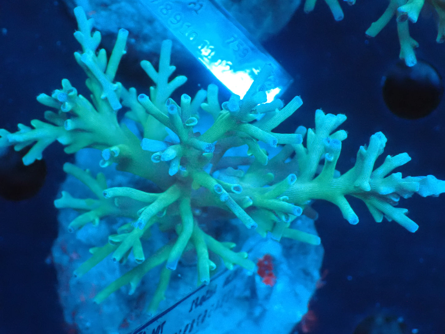 Acropora (speciosa) インドネシア産064