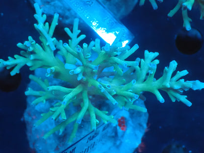 Acropora (speciosa) インドネシア産064