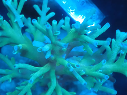 Acropora (speciosa) インドネシア産064