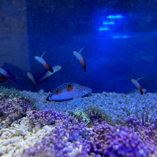 カンムリベラ