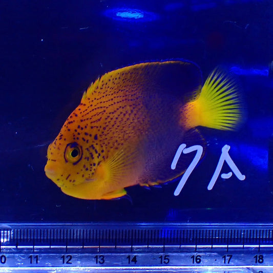 ワイルドレンテンヤッコ7A