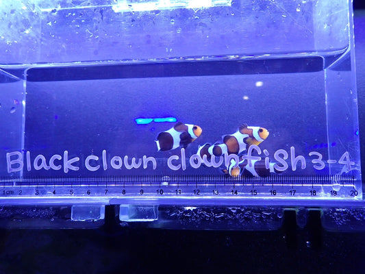 Black  Clowns fish3~4㎝±
