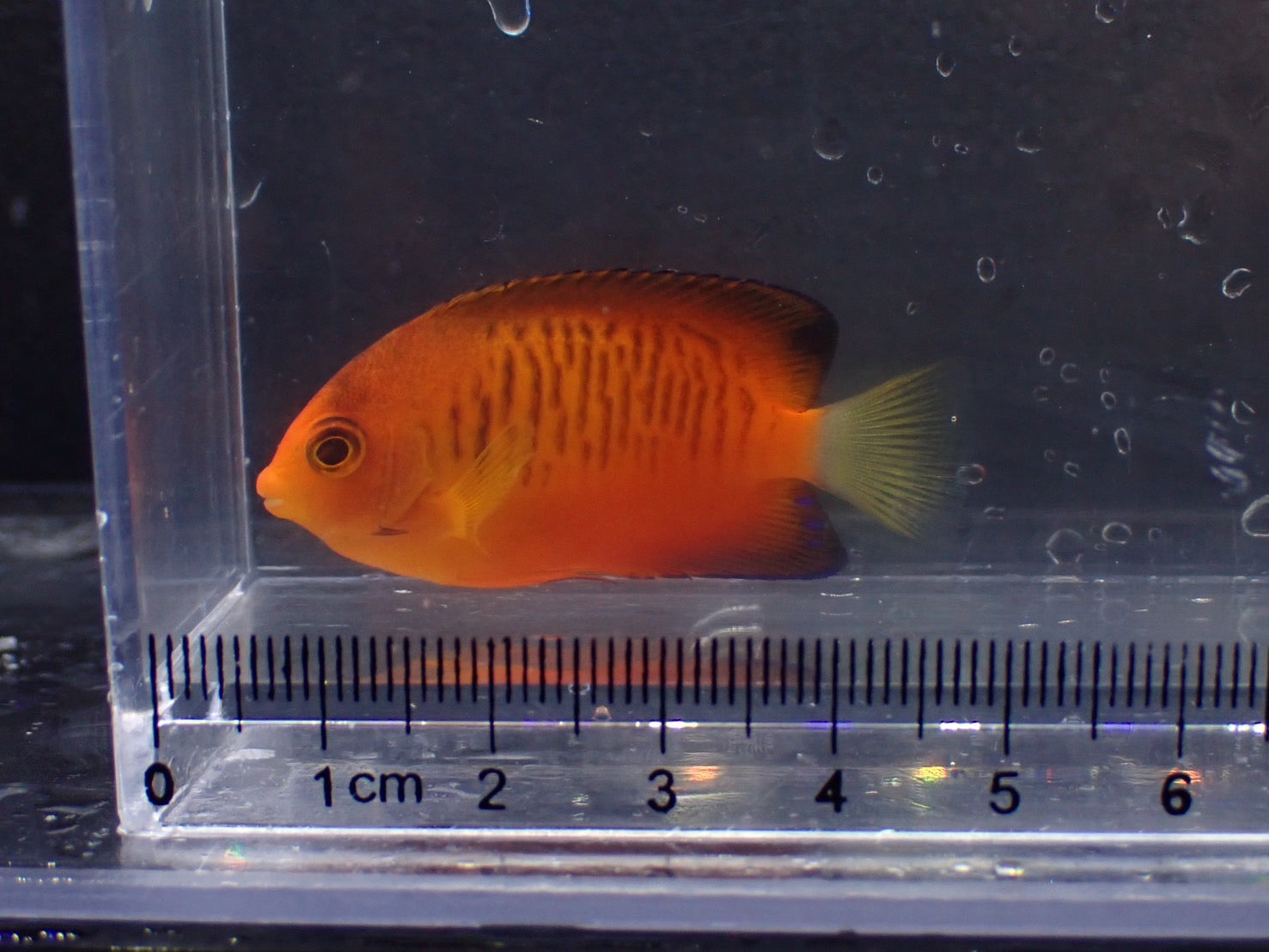ヤッコ 海水魚・ヤッコ】シテンヤッコ（XS〜Sサイズ）(1匹)±3.5-5cm