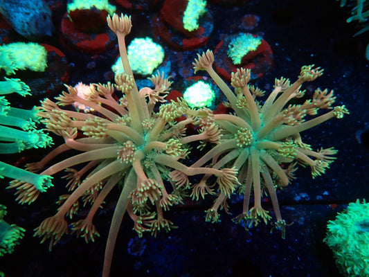 ハナガササンゴフラグ01