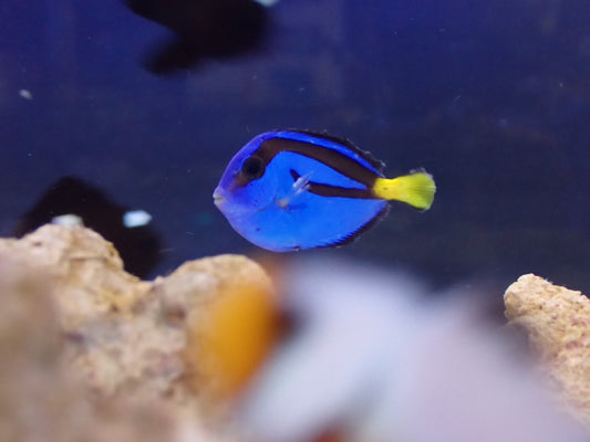 ナンヨウハギ