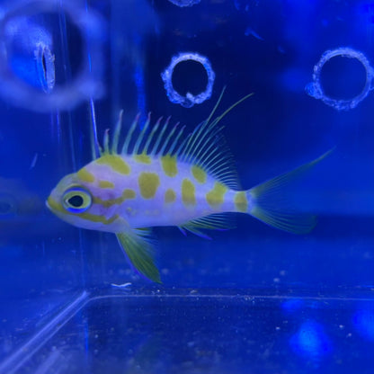 マダラハナダイ