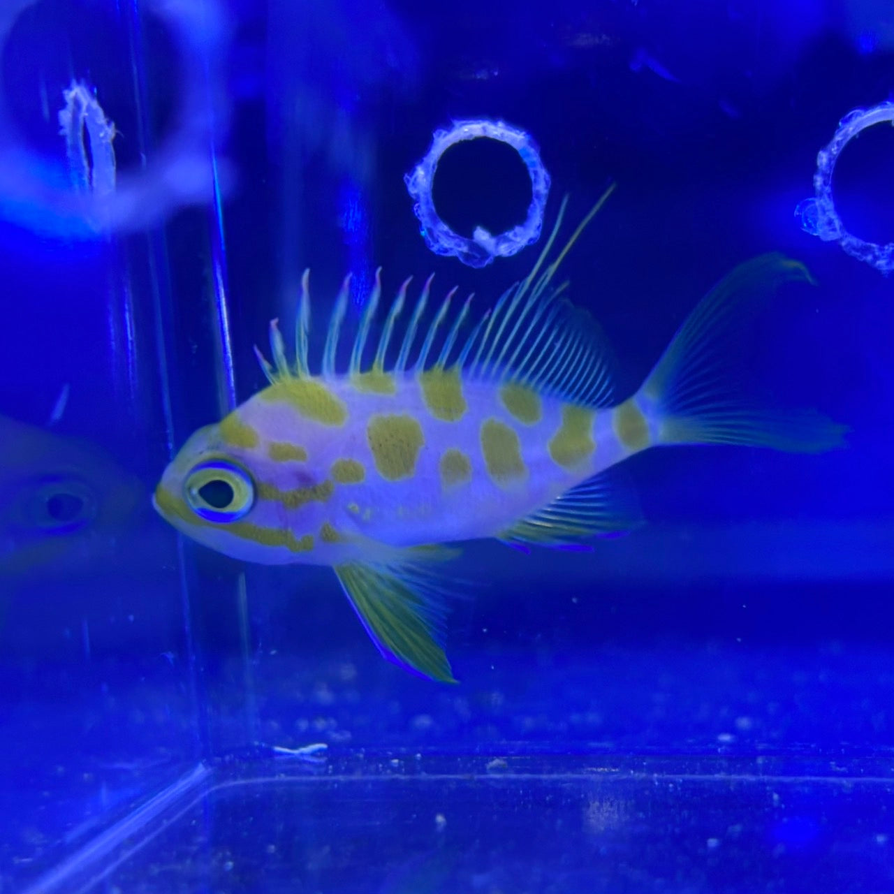 マダラハナダイ