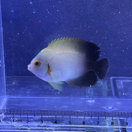 ナメラヤッコ
