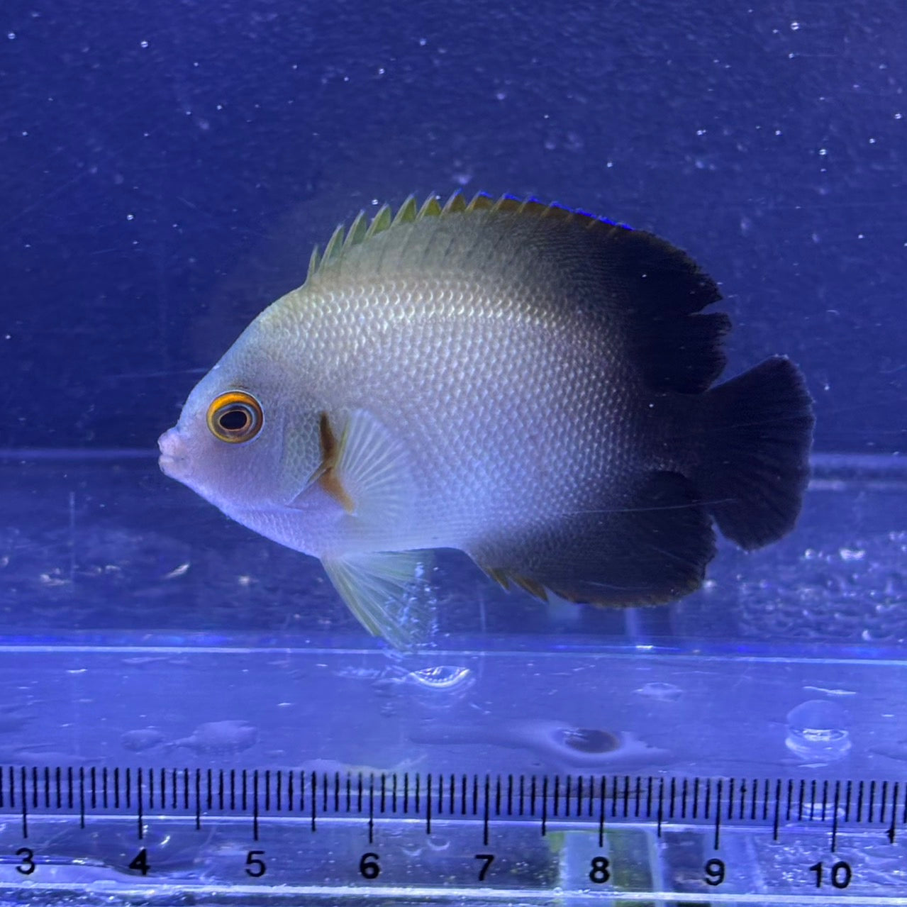 ナメラヤッコ