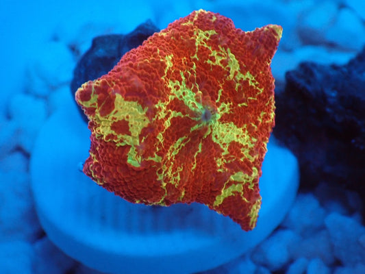 Jawbreaker Mushroom　029