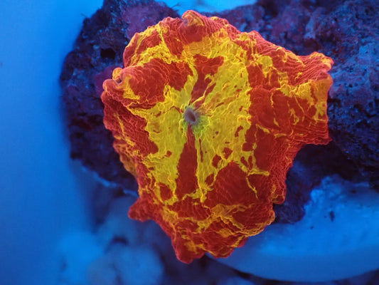 Jawbreaker Mushroom　035