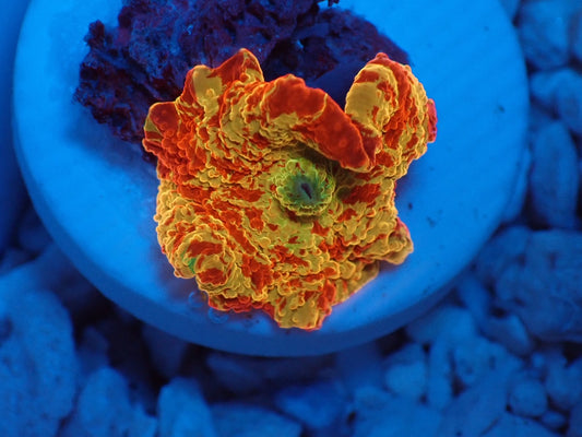 Jawbreaker Mushroom　3color　034