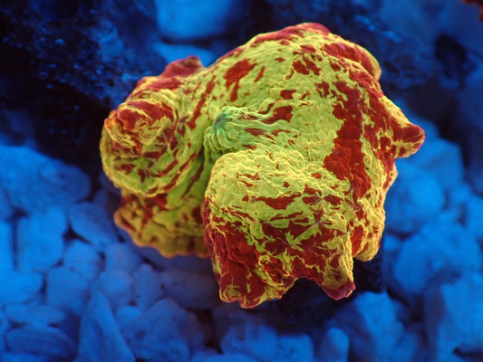 Jawbreaker Mushroom　036