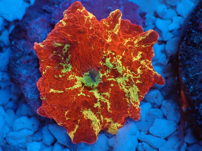 Jawbreaker Mushroom　037