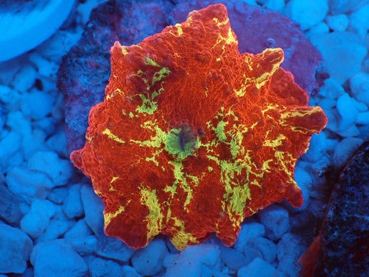 Jawbreaker Mushroom　037