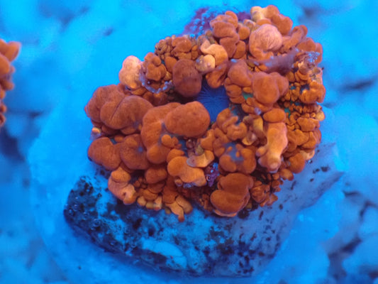 Raunchy Red Bounce Mushroom