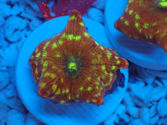 GOLD.P　Mushroom　011