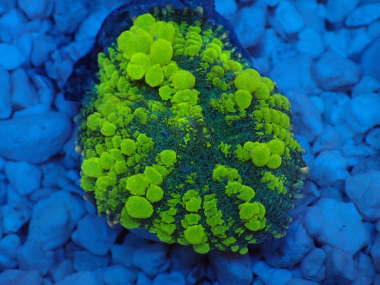Uranium Bounce Mushroom　05