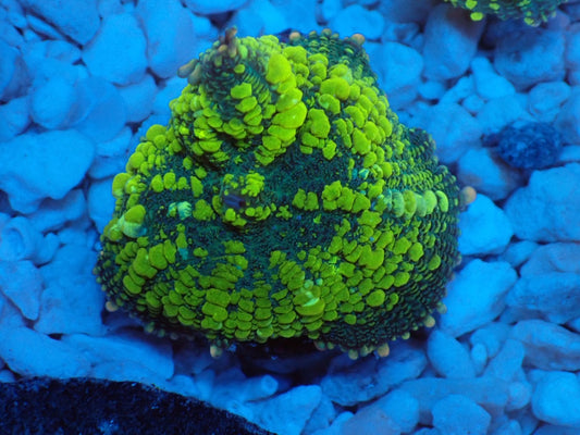 Uranium Bounce Mushroom