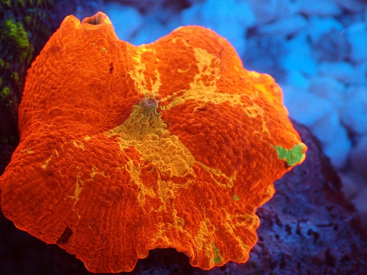 Jawbreaker Mushroom　4color　021