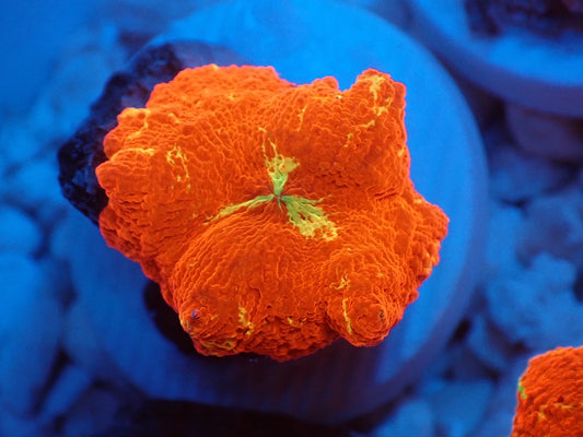 Jawbreaker Mushroom　023