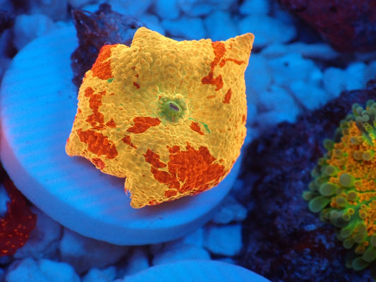Jawbreaker Mushroom　3color　026