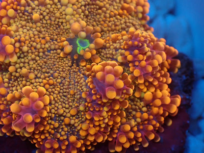 Ricordea yuma　purple　gold　レアカラー　