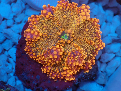 Ricordea yuma　purple　gold　レアカラー　