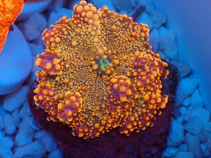 Ricordea yuma　purple　gold　レアカラー　