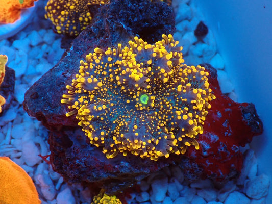 Ricordea yuma　gold　　07