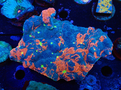 Deep Sea Echinophyllia Rainbow wild02