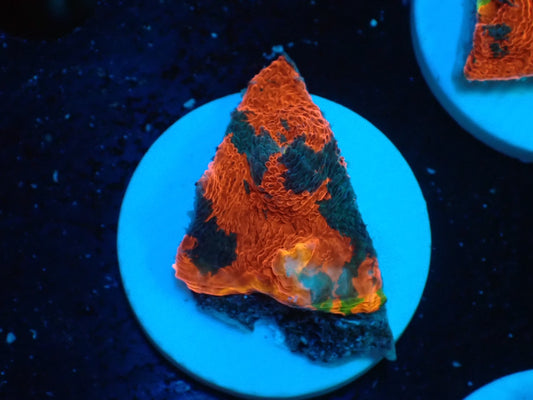 Deep Sea Echinophyllia Rainbow01