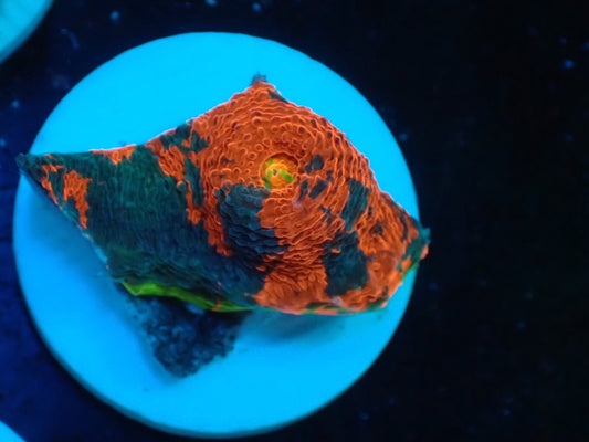 Deep Sea Echinophyllia Rainbow 02