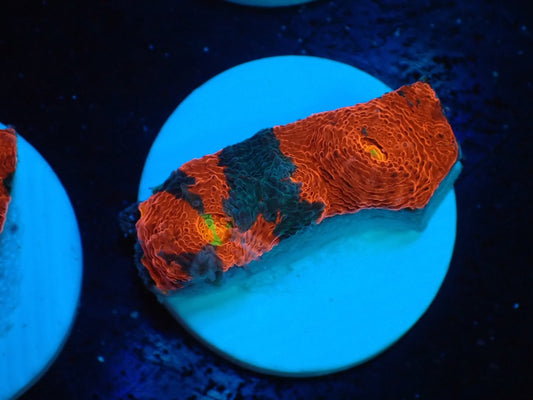 Deep Sea Echinophyllia Rainbow 03