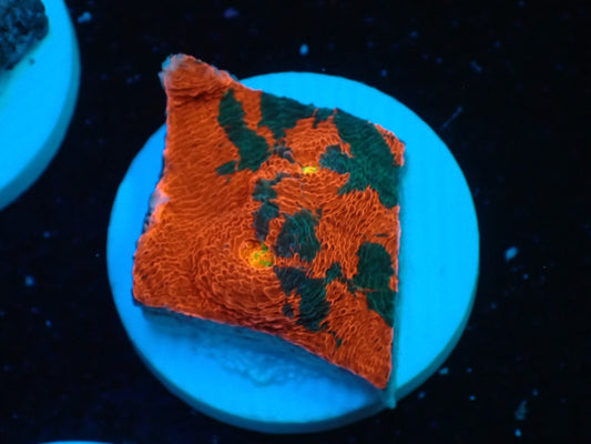 Deep Sea Echinophyllia Rainbow 06