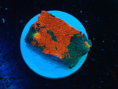 Deep Sea Echinophyllia Rainbow 08