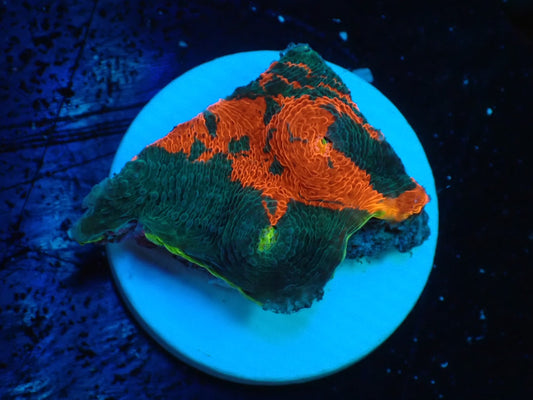 Deep Sea Echinophyllia Rainbow 09