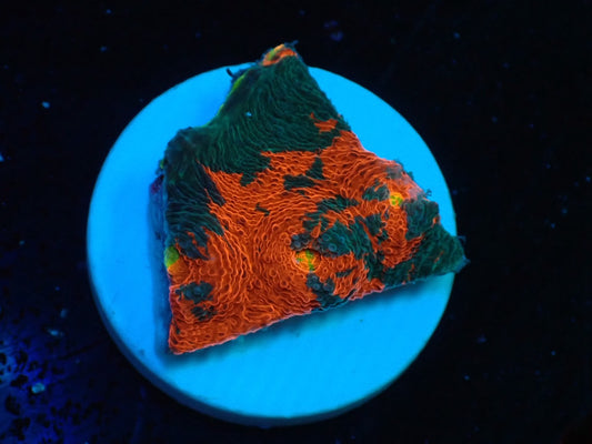 Deep Sea Echinophyllia Rainbow010