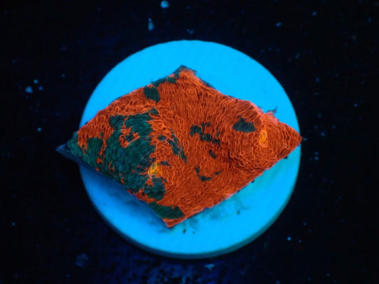 Deep Sea Echinophyllia Rainbow011