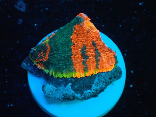 Deep Sea Echinophyllia Rainbow 012