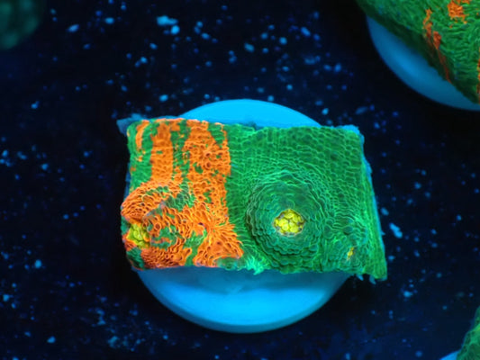 Deep Sea Echinophyllia Ｂleeding apple01