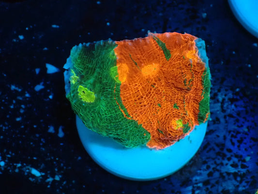 Deep Sea Echinophyllia Ｂleeding apple02